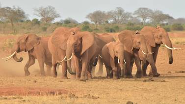 Mueren 200 elefantes por sequía en Zimbabue