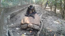 (Video) Mono en Costa Rica tiene a una tortuga como uber personal