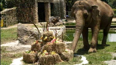Pablo Escobar: reconstruirán a “Leidy”, la elefanta que vivió en su hacienda