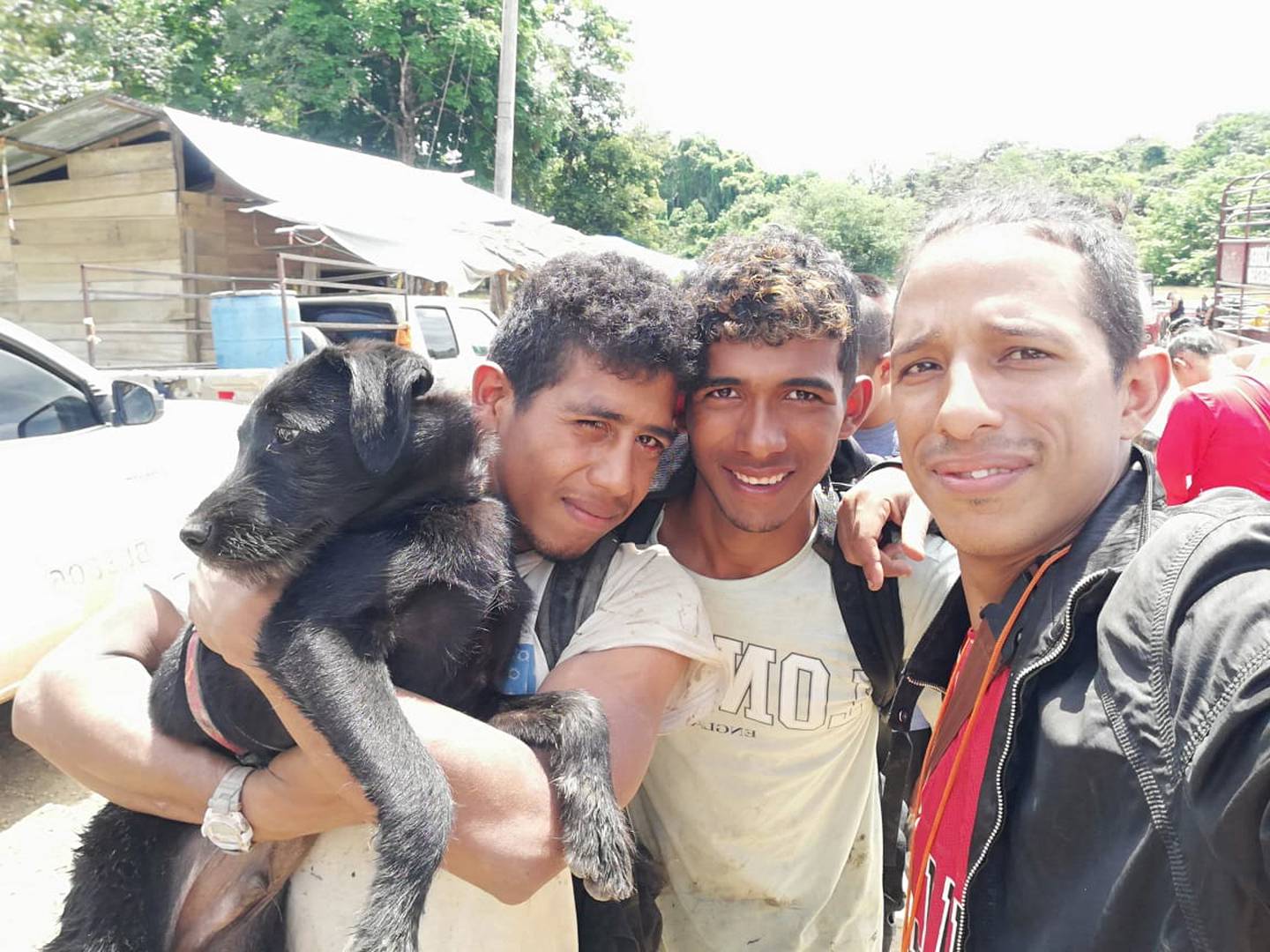 Nerón el perro venezolano que sobrevivió a la selva del Darién. Llegó con migrantes de ese país y sus cuidadoes ticos le buscan una familia para que lo adopte.
