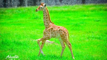 Nace David, segunda jirafa macho de parque guanacasteco