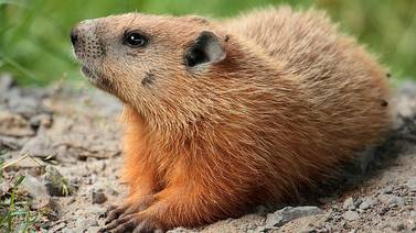 Comió marmota, se contagió de peste bubónica y murió