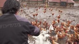 Dejen de besar a los pollos, piden las autoridades sanitarias de EE. UU.