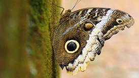 Tráfico de insectos: Ojo el impensado platal que han pagado por mariposas y escarabajos ticos 