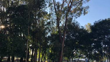 11 árboles en el centro de San José podrían matar a más de uno