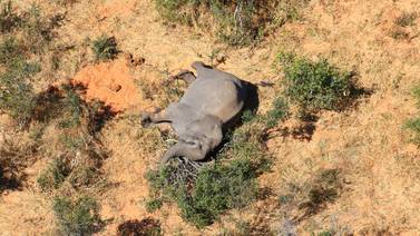 Nada explica muerte de elefantes en Zimbabue 