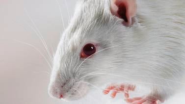 Aumentan casos de peligrosa enfermedad que trasmiten ratas, cerdos, perros y otros animales 