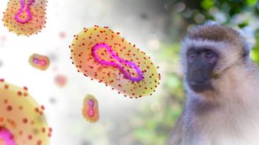 Viruela del mono: Inciensa logra identificar el “bicho” contra el cual estamos luchando
