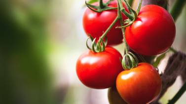 Experta sobre el tomate: “Trae beneficios al corazón por los nutrientes minerales que contiene”