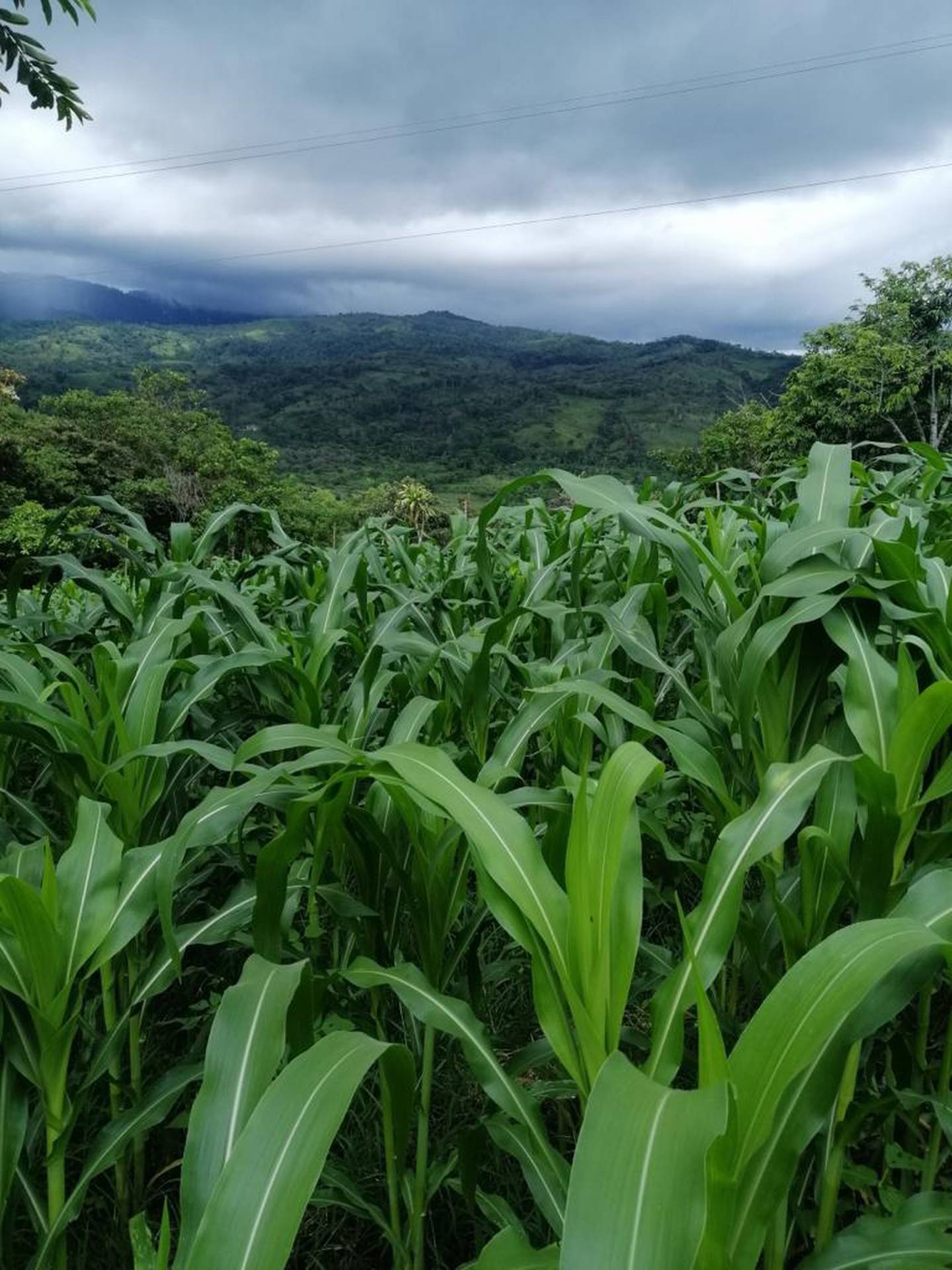 “Cultivos de Esperanza” activa turismo rural en zona de Chirripó