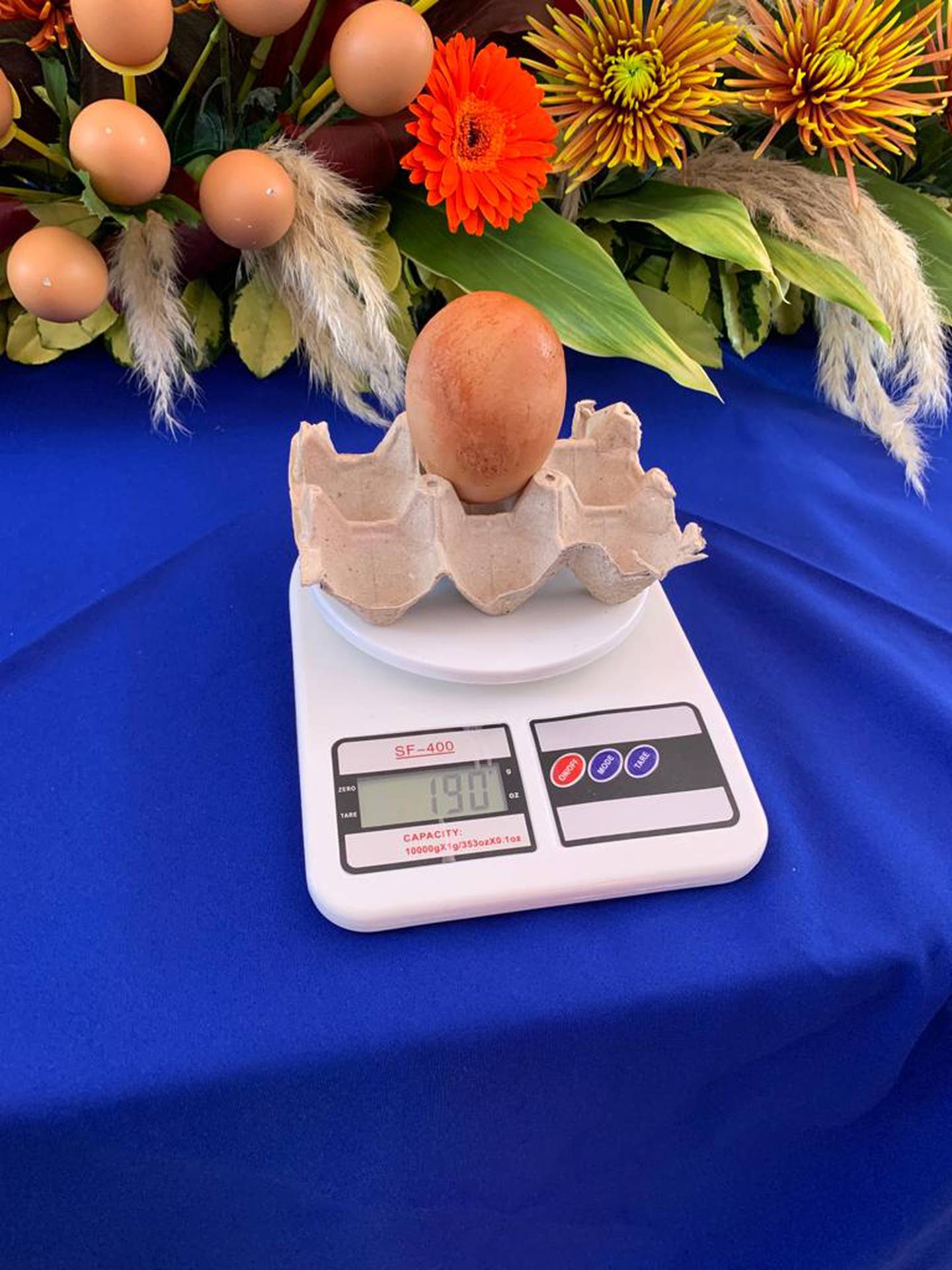 La Cámara Costarricense de Avicultores celebró el 14 de octubre del 2022 el Día Mundial del Huevo en el parque Juan Santamaría de Alajuela
