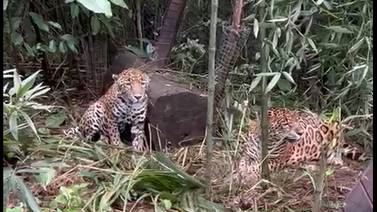 Finquero tenía 2 jaguares encerrados dentro de su finca (Video) 