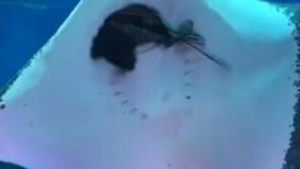 (Video) Vea cómo una mantarraya devora a un calamar mientras este lanza su tinta