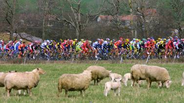 Caca de ovejas jodió a pedalistas