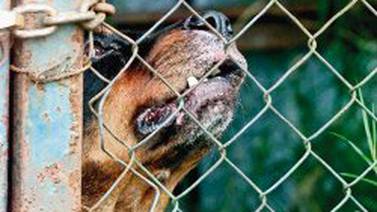 Vacío legal salva a dueños de perros violentos