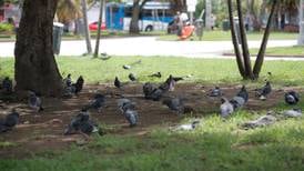 Cuitas de paloma obligan a cambiar paradas de buses en Guadalupe