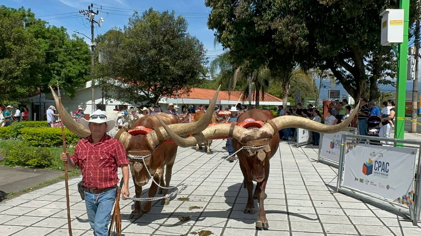 La edición XXV del Desfile de Boyeros se vivió el 25 de noviembre del 2023 en el Parque Metropolitano La Sabana. En la foto, el boyero Juan Luis Umaña con dos bueyes de la raza africana Watusi. Son de San Marcos de Tarrazú.