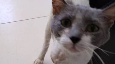(Video) La triste historia de un gato con sida