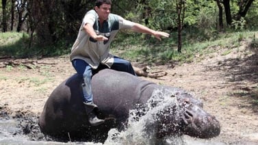 La extraña amistad entre un hombre y un hipopótamo que terminó en tragedia