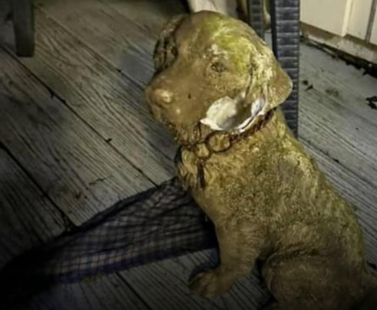 Rescatistas de animales se movilizaron por un perro que resultó ser una estatua