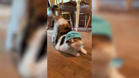 Video: “Hazel”, la gatica tuerta que enamora con sus sombreros