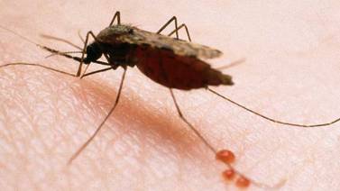 Salud declara alerta sanitaria por malaria