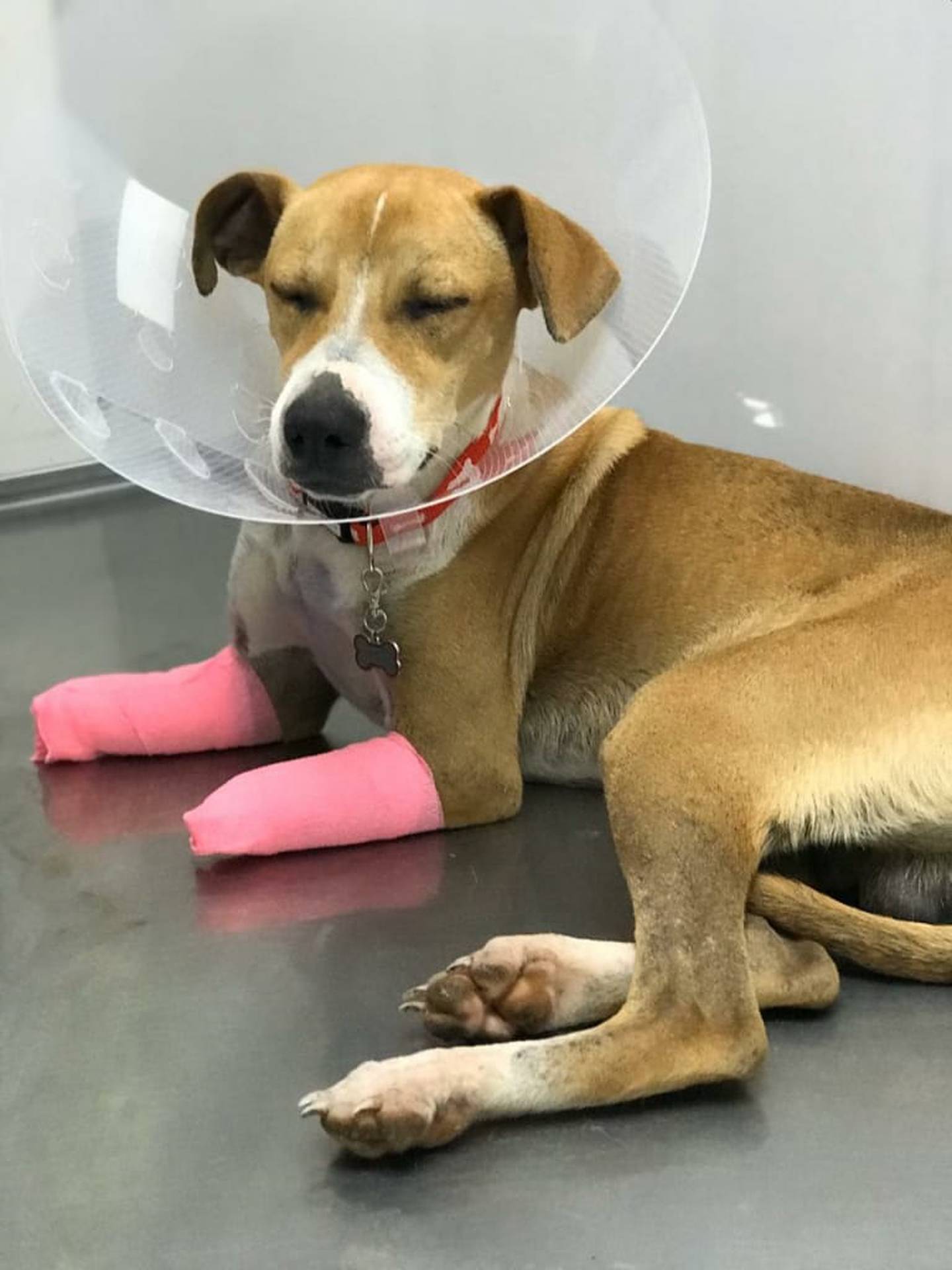 Dueño de perro que perdió sus patas delanteras por una motoguadaña pide ayuda para conseguir unas prótesis. Foto cortesía David Ramos.