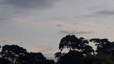 ¿Por qué montones de zopilotes vuelan sobre el Caribe y San Carlos?