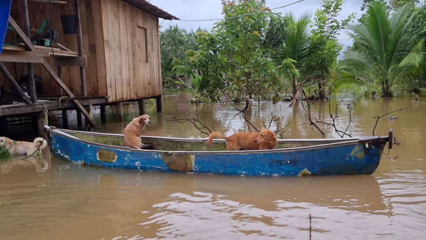 Los dueños de casas afectadas en Cureña y Cureñita hicieron todo lo posible por rescatar a sus mascotas. Foto Edgar Chinchilla.