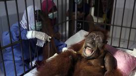 74 balinazos dejan ciega a orangutana 