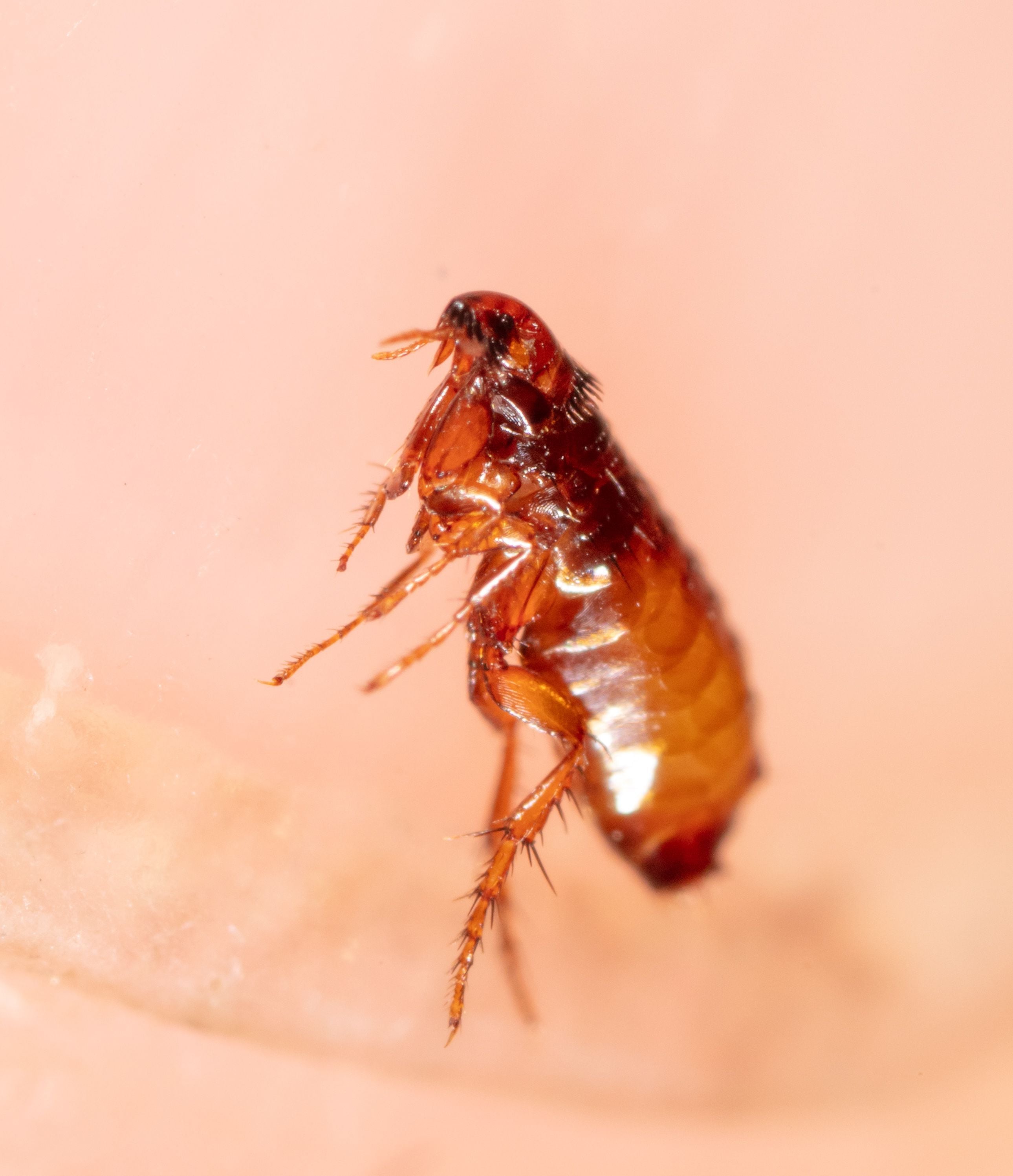 huella Mala suerte Están deprimidos Cuidado! Hay plagas de insectos creadas por la magia negra | La Teja huella Mala suerte Están deprimidos Cuidado! Hay plagas de insectos creadas por la magia negra | La Teja