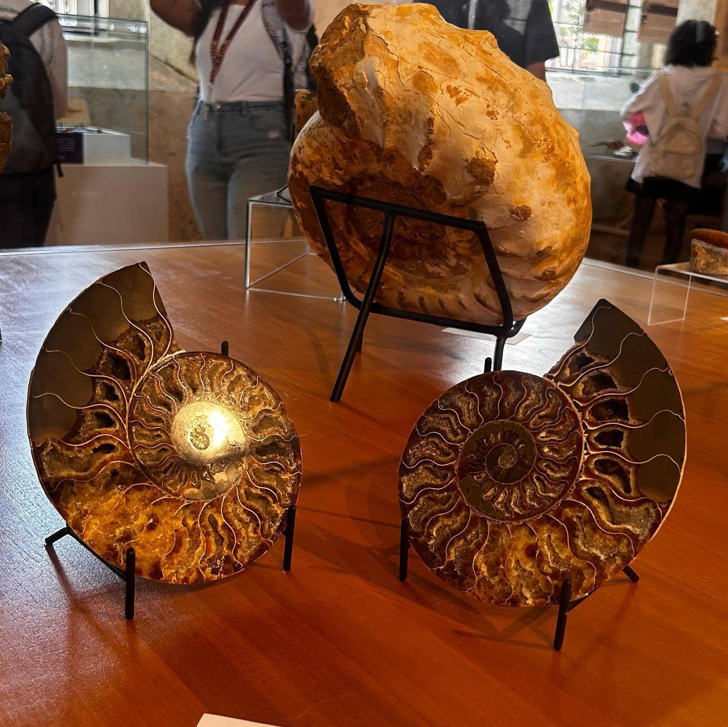 Alrededor de 150 piezas de fósiles, meteoritos y minerales procedentes de más de 30 países del mundo están expuestas gratuitamente en el Museo Regional de San Ramón.