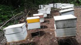 El dolor de un apicultor refleja la amenaza que viven las abejas 