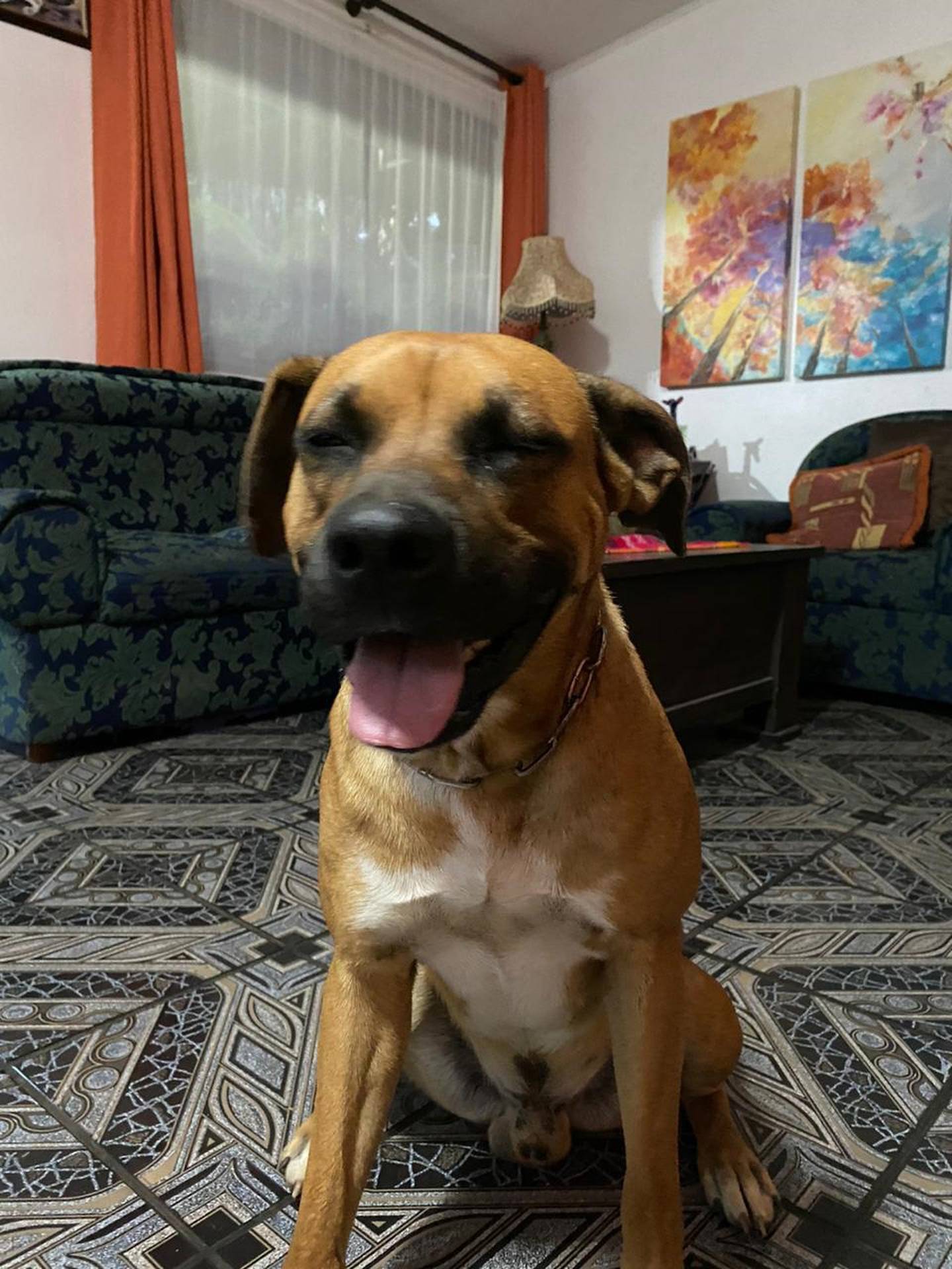 Simon, perro que se perdió el 9 de mayo en San Miguel de Santo Domingo de Heredia. Foto Andrea Argüello.