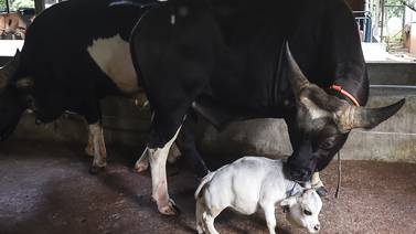Rani, la vaca más pequeña del mundo, recibe el récord Guinness... cuando ya había muerto