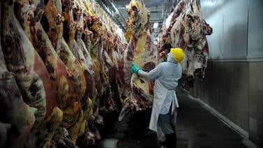 España tomará medidas para evitar maltrato animal en los mataderos