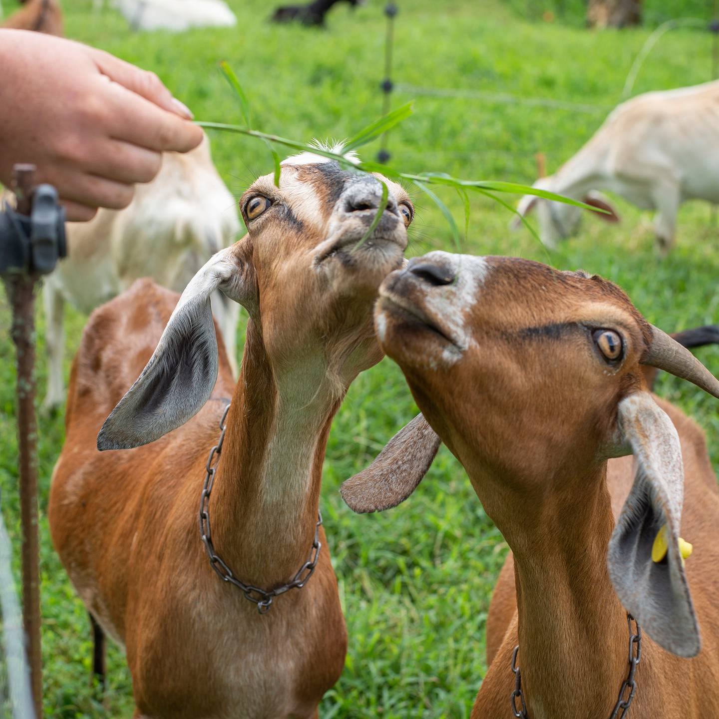 La producción de queso con leche de cabra es la actividad central de la Finca Agroecológica Biamonte. Pero también hay cultivos agrícolas y se ofrece un paseo guiado para aprender de la actividad agropecuaria. Foto: Tomada de Facebook