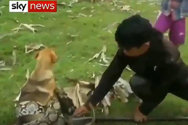 Valientes niños se enfrentan a enorme serpiente para salvar a su perrito (Video)