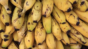 Banano tico en alerta máxima por peligroso hongo que ya llegó a Colombia