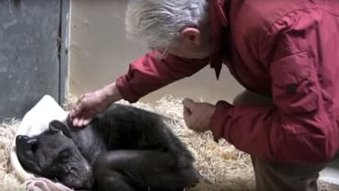 (Video) Así fue la emotiva despedida entre una chimpancé a punto de morir y su cuidador