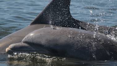 Delfines son entrenados para combatir en la guerra