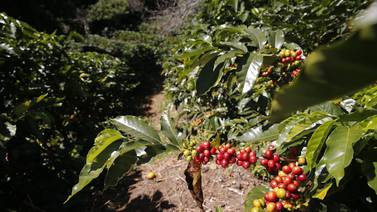 En Turrialba necesitan 200 cogedores de café 