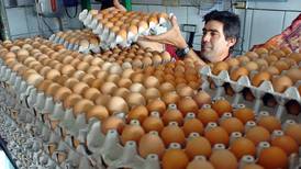Ticos comimos 1.300 millones de huevos en un año