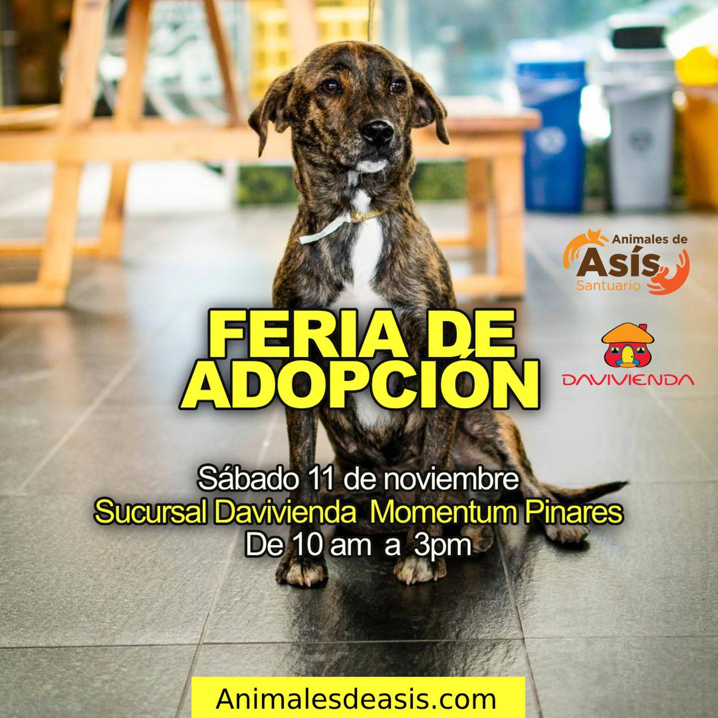 La Asociación Animales de Asís realizará la segunda jornada de adopción de mascotas el próximo sábado 11 de noviembre en la sucursal de Curridabat de Davivienda, ubicada en Momentum Pinares