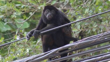 Hay alerta en Tamarindo con los monos congos