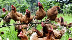 Economista sobre gripe aviar: “País podría perder muchas aves y ver un cartón de huevos por encima de los 10 mil” 