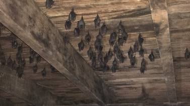 Coronavirus: Perú pide no matar a los murciélagos