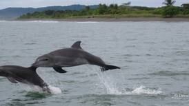 Grito sexual que deja sordos a los delfines
