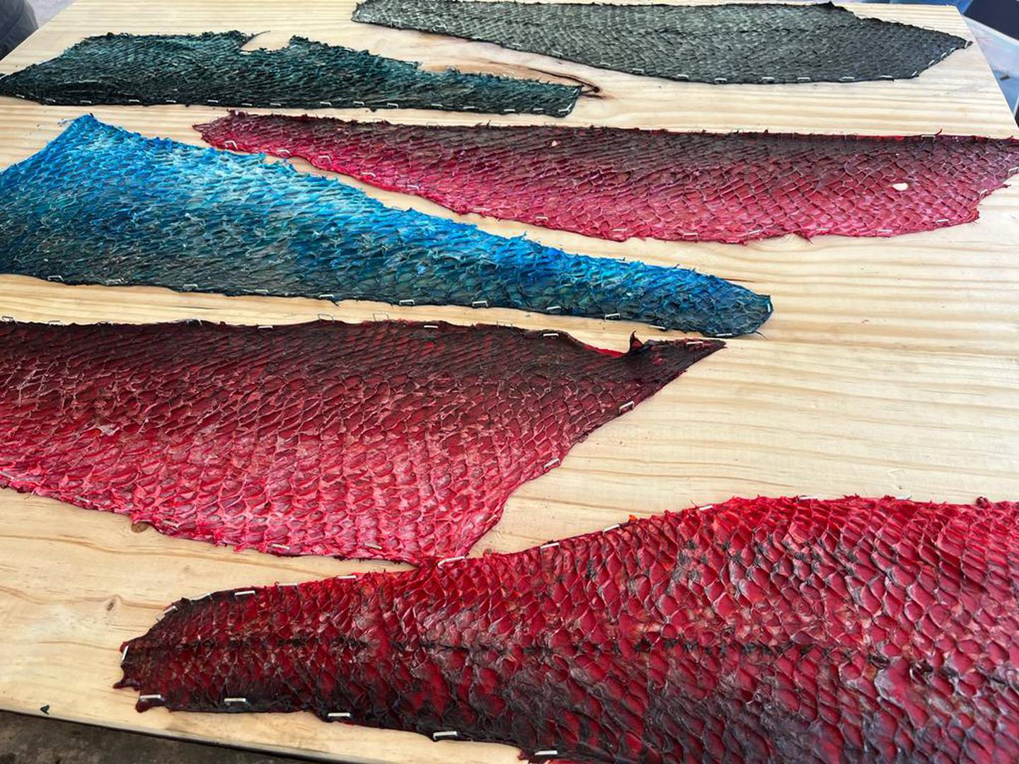 Familias pesqueras de Puntarenas ahora harán platica con el cuero del pescado. El cuero del pescado es considerado en Puntarenas como material de desecho que más bien contamina y ahora servirá para ganar dinero
