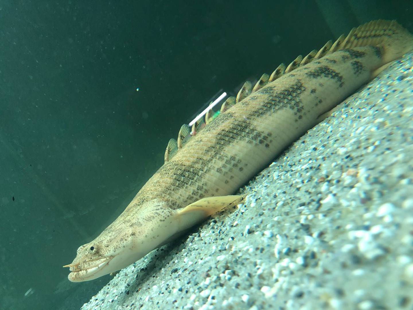 Acuario y Pet Shop Paisajismo Plantado CR tiene un dragón amarillo, uno de los peces más caros del país
